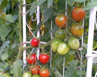 Tomate de mercado De Berao, 15 semillas - estable - cultivo ecológico aficionado - cosecha 2025-2024-2023