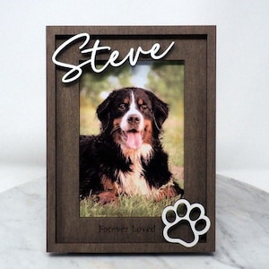 May include: A dark brown wooden picture frame featuring a photograph of a Bernese Mountain Dog. The name Steve is written in white script at the top, and a white paw print icon is at the bottom right with the text Forever Loved.