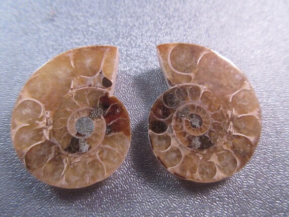 Pair Of Madagascar Ammonite Fossil Nautilus Shell Cut Slices Etsy Pair Of Madagascar Ammonite Fossil Nautilus Shell Cut Slices Etsy