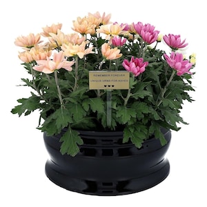 Puede incluir: Una urna negra brillante llena de vibrantes crisantemos rosas y melocotón. Un pequeño letrero dorado dice "REMEMBER FOREVER UNIQUE URNS FOR ASHES" con tres símbolos de corazón. La urna tiene forma redondeada y está sobre un fondo blanco.