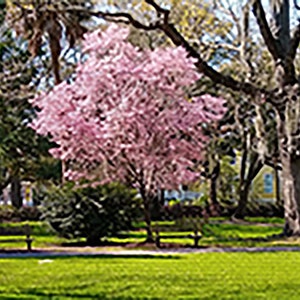 Cherry Tree in Forsyth Park, Savannah Georgia