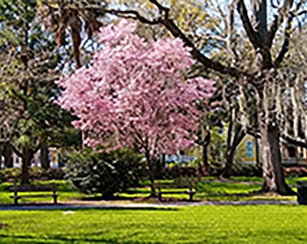 Cherry Tree in Forsyth Park, Savannah Georgia