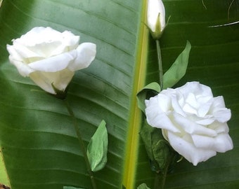 Real to look at and touch Lisianthus