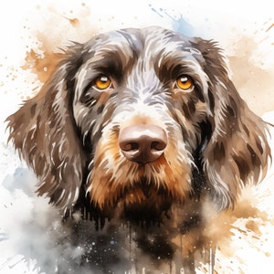 German Wirehaired Pointer