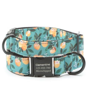 May include: A teal blue dog collar with a black buckle and a white and orange citrus print. The collar has a black tag that reads "Clementine 123-456-789 Microchipped".