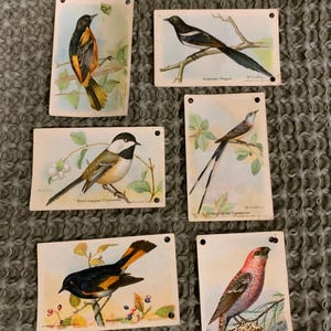 Arm & Hammer Useful Birds of America Trading Cards Oitava Série Conjunto de 6