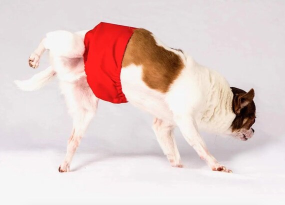 Dog bands store for incontinence