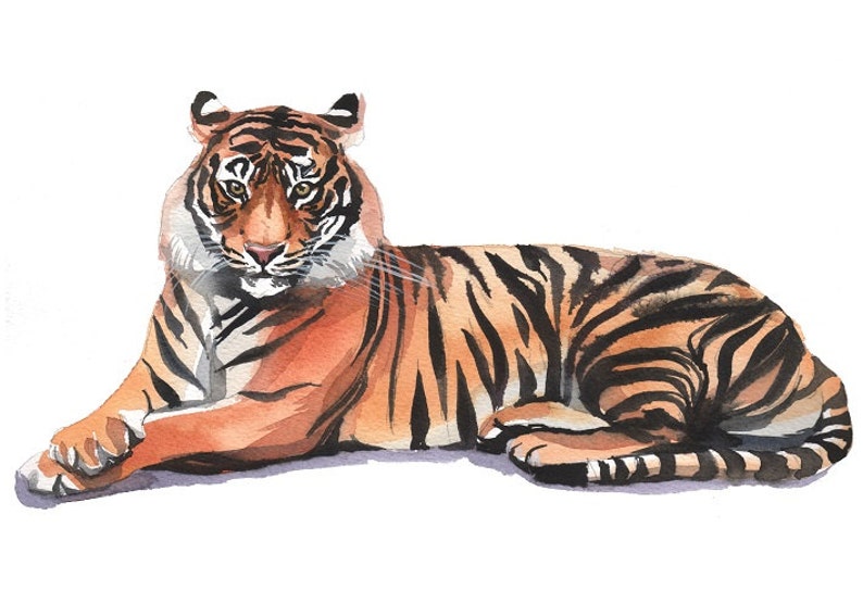 Tiger Safari Nursery Decor Clipart Hand Painted Watercolor Digital Print Files Clip Art Instant Download Images Pictures Art Commercial Use