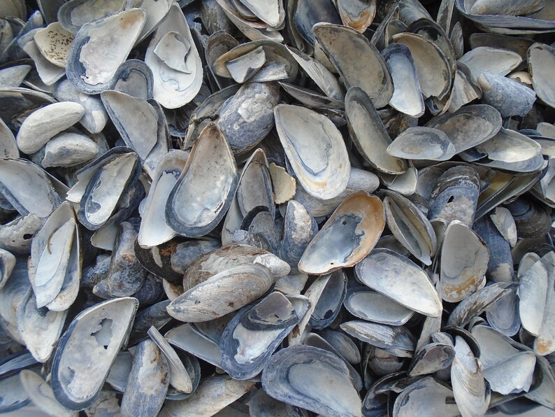 \u00e9tain Collier pierres naturelles. moules bleues cuir r\u00e9cup\u00e9r\u00e9 acier inoxydable Sautoir Mes Tr\u00e9sors sur la Plage