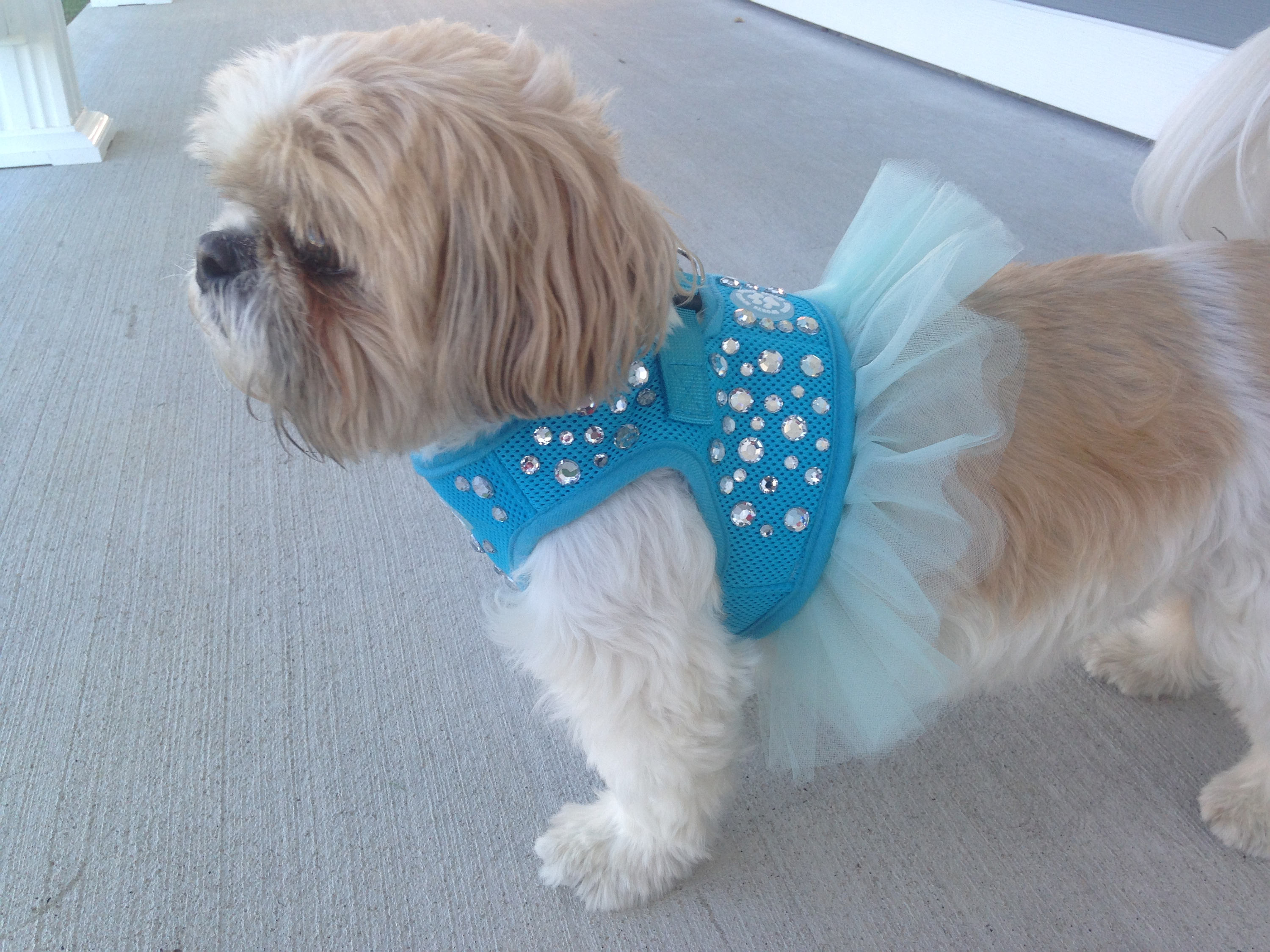 bling dog harness