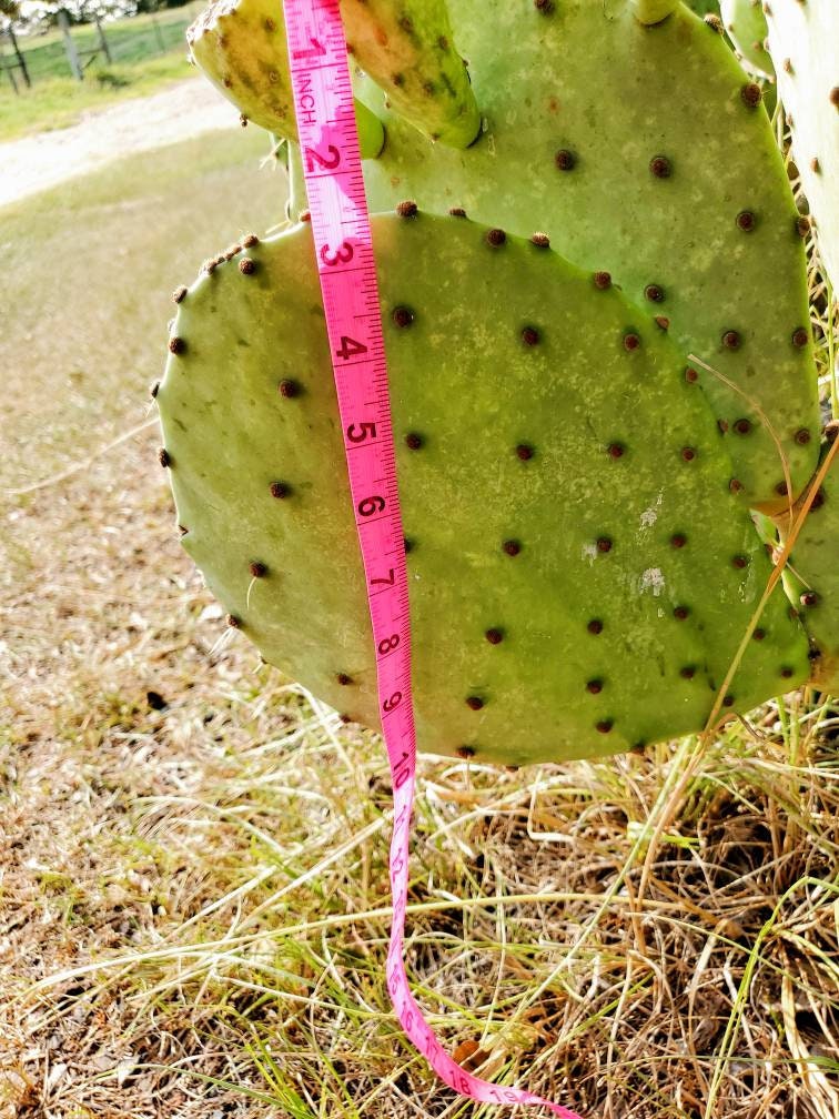 2 Prickly Pear Cactus Pads – Opuntia, Fresh Cuttings For Planting – Cold & Drought Resistant