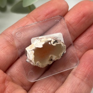 May include: A small, natural geode specimen, featuring a hollow interior with a crystalline structure. The geode is encased in a clear plastic holder. The exterior is a mix of beige, brown, and white, with a hint of orange inside.