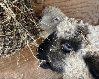 Fertilizante vegetal añejo totalmente natural a base de estiércol de oveja