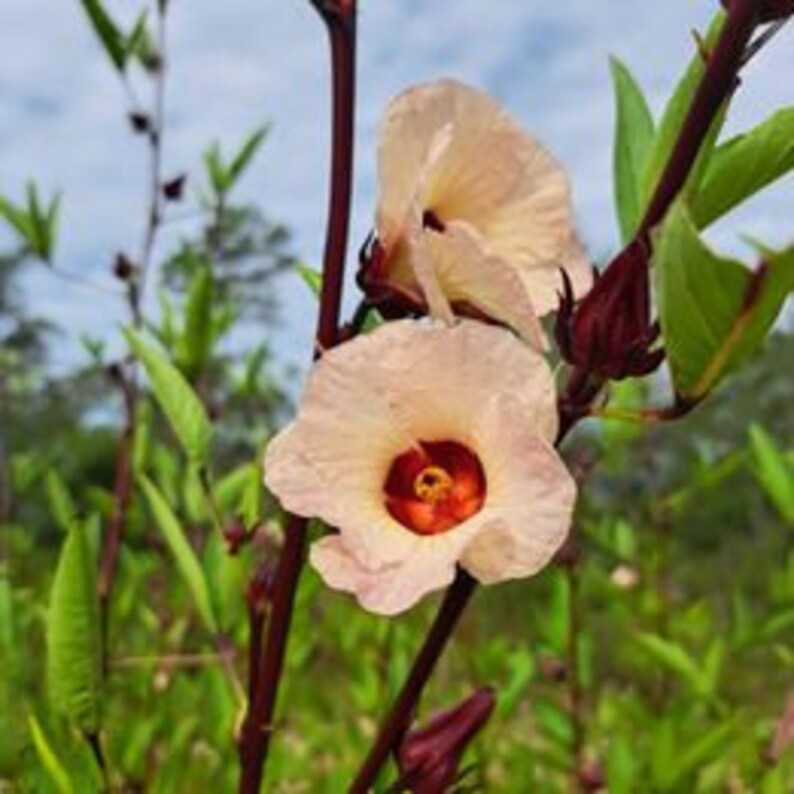 Jamaican Sorrel Flor De Jamaica Red Roselle Hibiscus Dried Flowers Etsy