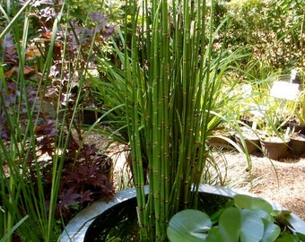 Horsetail (Equisetum hyemale) 15 stems per order.