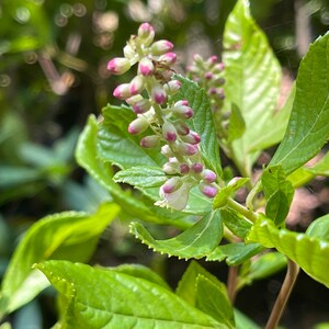 Ruby Spice Summersweet Clethra alnifolia 'Ruby Spice' image 3