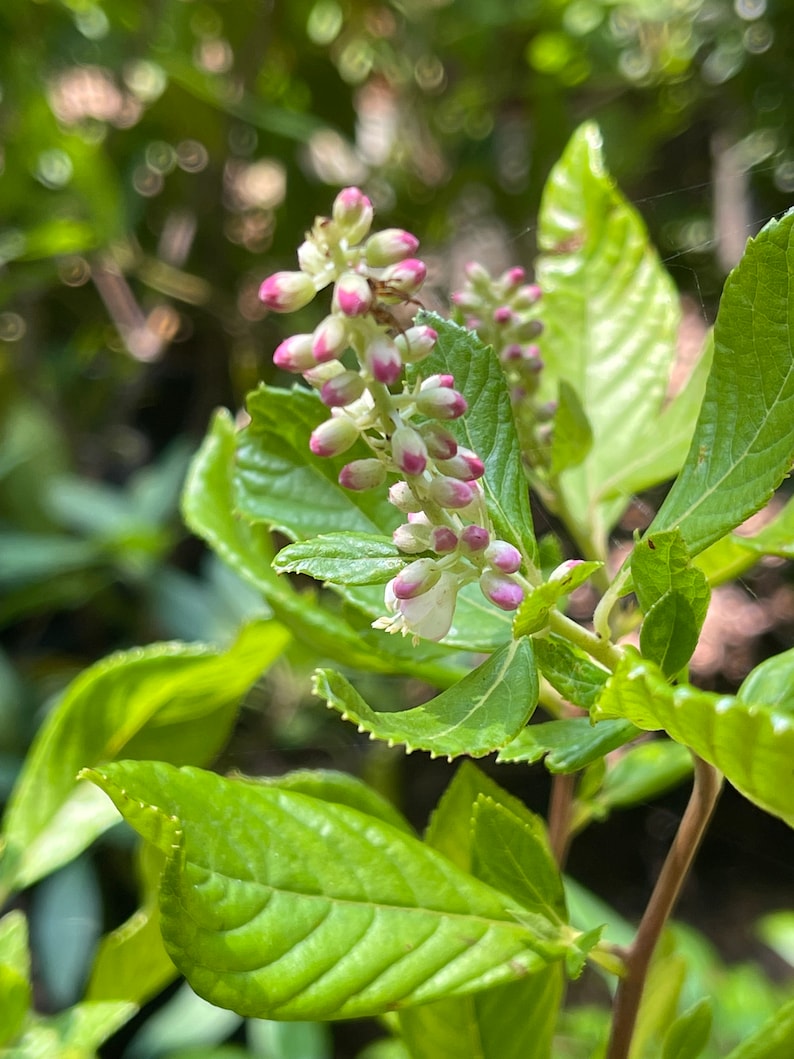 Ruby Spice Summersweet Clethra alnifolia 'Ruby Spice' image 3