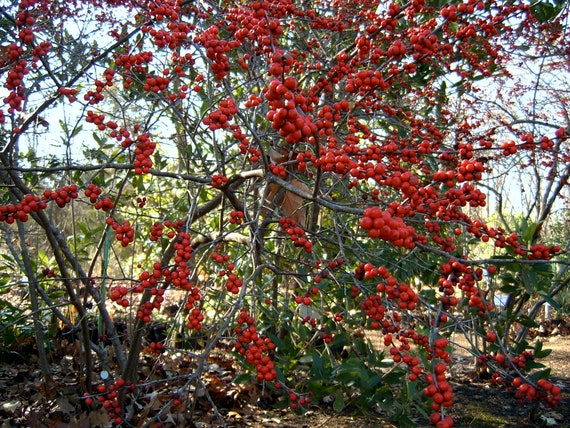 Winter Red Winterberry, Ilex