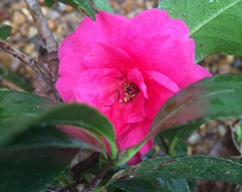 Shishi Gashira Camellia (Camellia sasanqua)