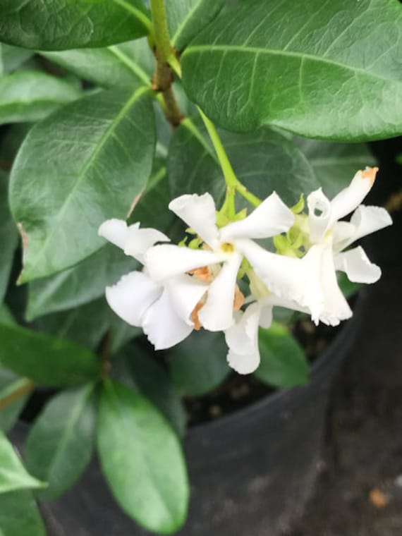 Madison Confederate Jasmine (trachelospermum Jasminoides) - Etsy Madison Confederate Jasmine (trachelospermum Jasminoides) - Etsy