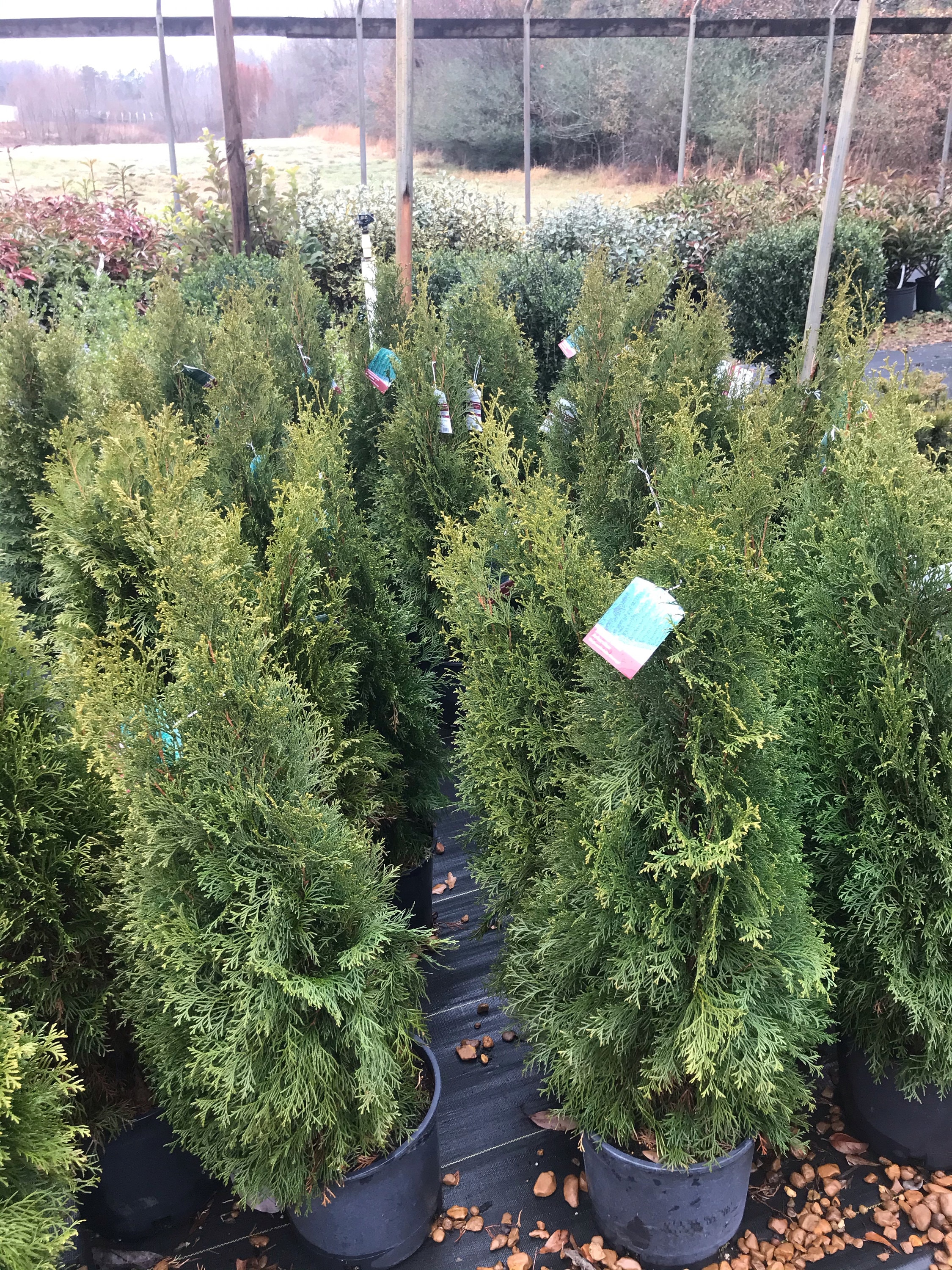 Emerald Green Arborvitae (thuja Occidentalis 'emerald Green