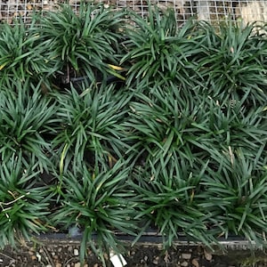 Dwarf Mondo Grass (Ophiopogon Japonicus &#39;Nana&#39;) Flats of eighteen 3.5 inch pots