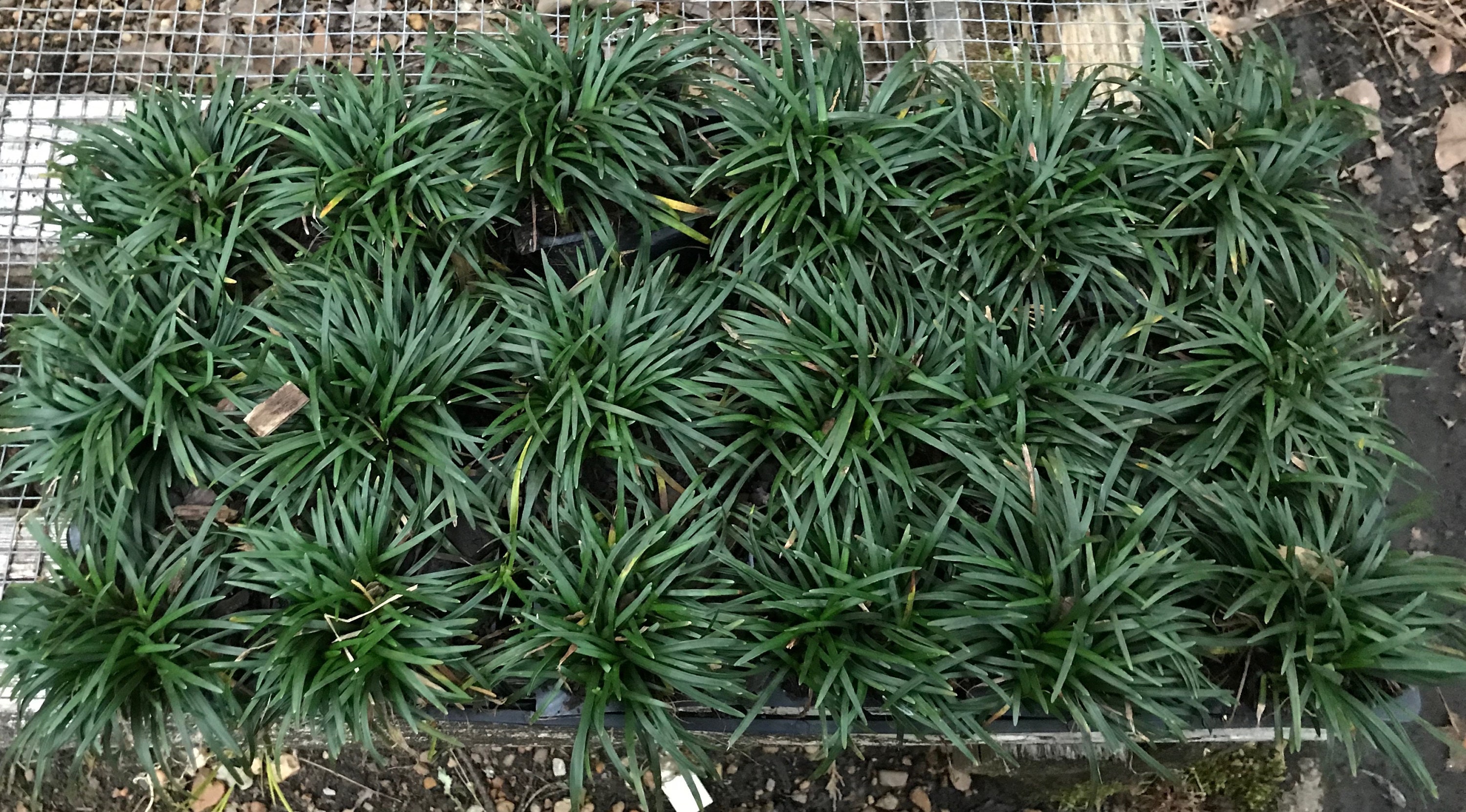 Buy Dwarf Mondo Grass Plants, FREE SHIPPING