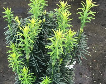 Upright Japanese Plum Yew (Cephalotaxus harringtonia 'Fastigiata')