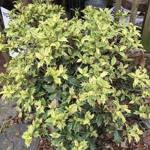 Goshiki False Holly (Osmanthus heterophyllus &#39;Goshiki&#39;)