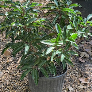 May include: A potted green plant with dark green leaves and white edges. The plant is in a black plastic pot with a textured surface. The pot is sitting on a bed of small brown rocks.