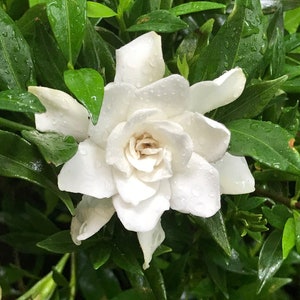May include: A single white gardenia flower with water droplets on the petals, surrounded by green leaves.
