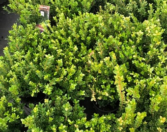 Amazon.com : Winter Gem Boxwood | 3 Large Gallon Size Plants
