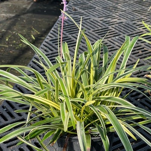 Four One Gallon Plants - Liriope &#39;Variegated&#39; Grass (Liriope muscari &#39;Variegata&#39;)