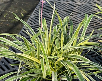 Four One Gallon Plants - Liriope 'Variegated' Grass (Liriope muscari 'Variegata')