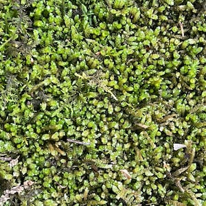 Fresh Mixed Moss Perfect for Terrariums and Bonsai - Two 9x12 inch sheets