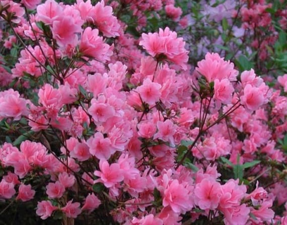 Coral on sale bell azalea
