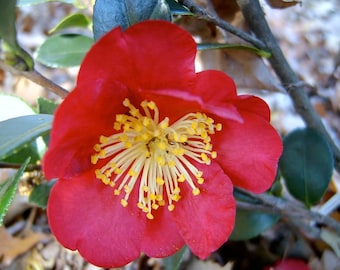 Yuletide Camellia (Camellia sasanqua 'Yuletide')