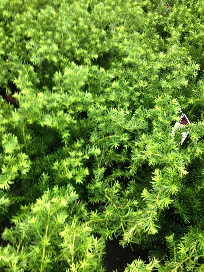 Dense Spreading Yew Taxus x Media 'Densiformis' image 2