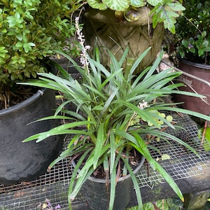 Four One Gallon Plants - Liriope muscari &#39;BIG BLUE&#39; Monkey Grass