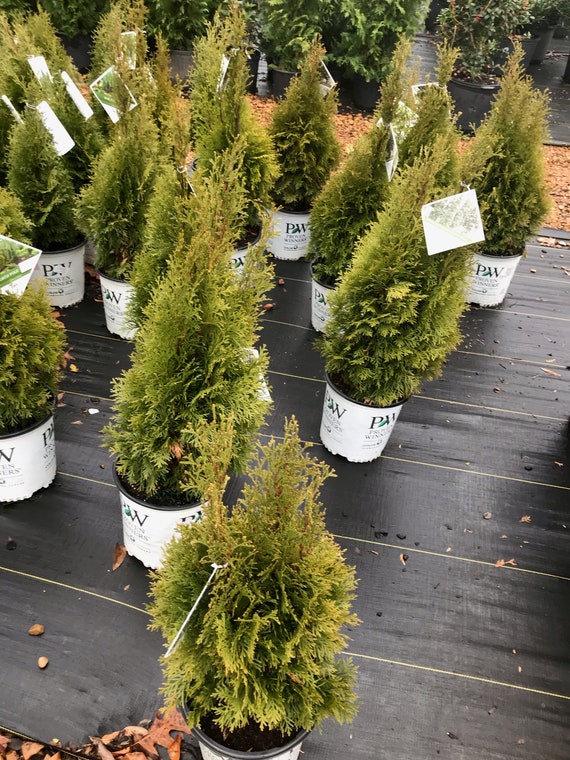 North Pole (thuja Occidentalis 'art Boe' USPP 22,174, Can 3,912) - Etsy