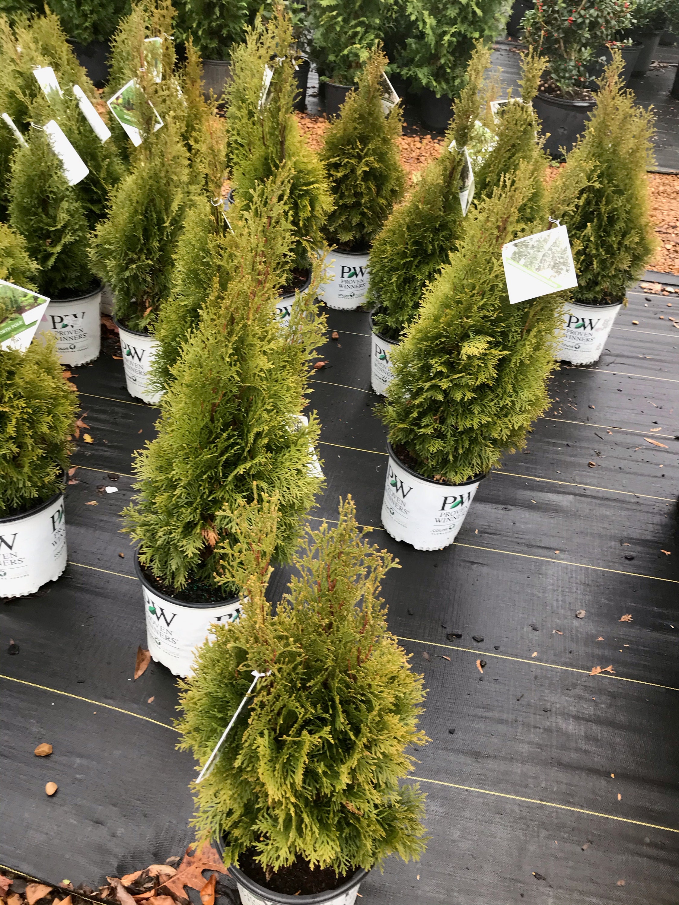 North Pole (thuja Occidentalis 'art Boe' USPP 22,174, Can 3,912) - Etsy