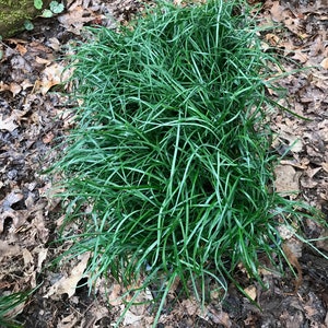May include: A close-up of a clump of green Mondo Grass growing in a garden setting. The grass is lush and healthy, with long, narrow leaves.