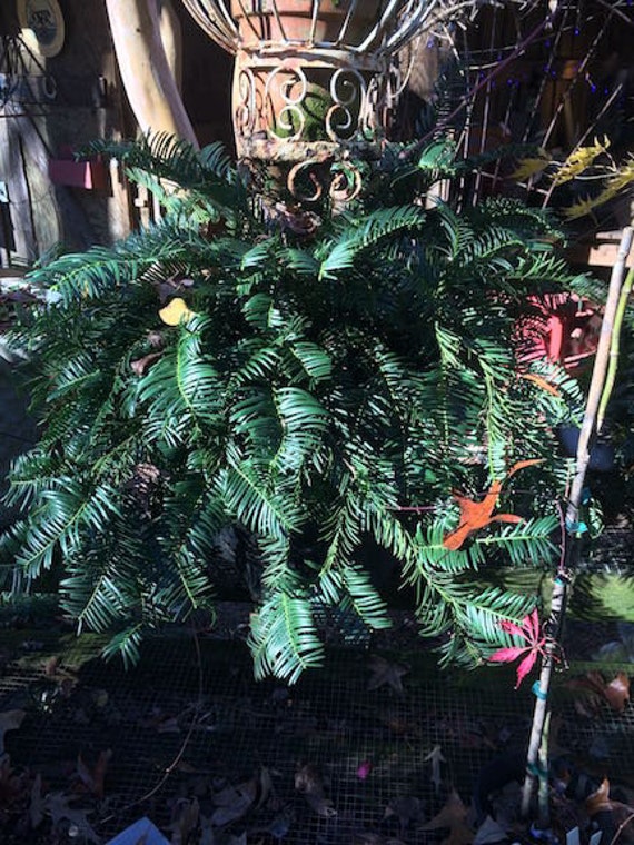 11+ Plant Pine Cone