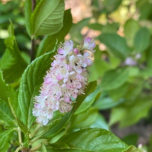 Ruby Spice Summersweet Clethra alnifolia 'Ruby Spice' image 2