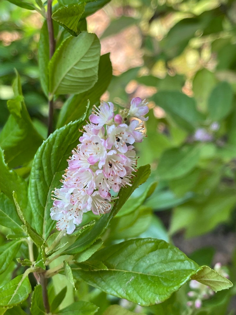 Ruby Spice Summersweet Clethra alnifolia 'Ruby Spice' image 2