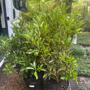 May include: Two potted plants with vibrant green leaves and dark stems. The plants are in black plastic pots, sitting on a gravel surface. The background includes a white van and lush greenery, suggesting an outdoor setting.