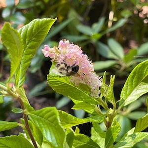 Ruby Spice Summersweet Clethra alnifolia 'Ruby Spice' image 1