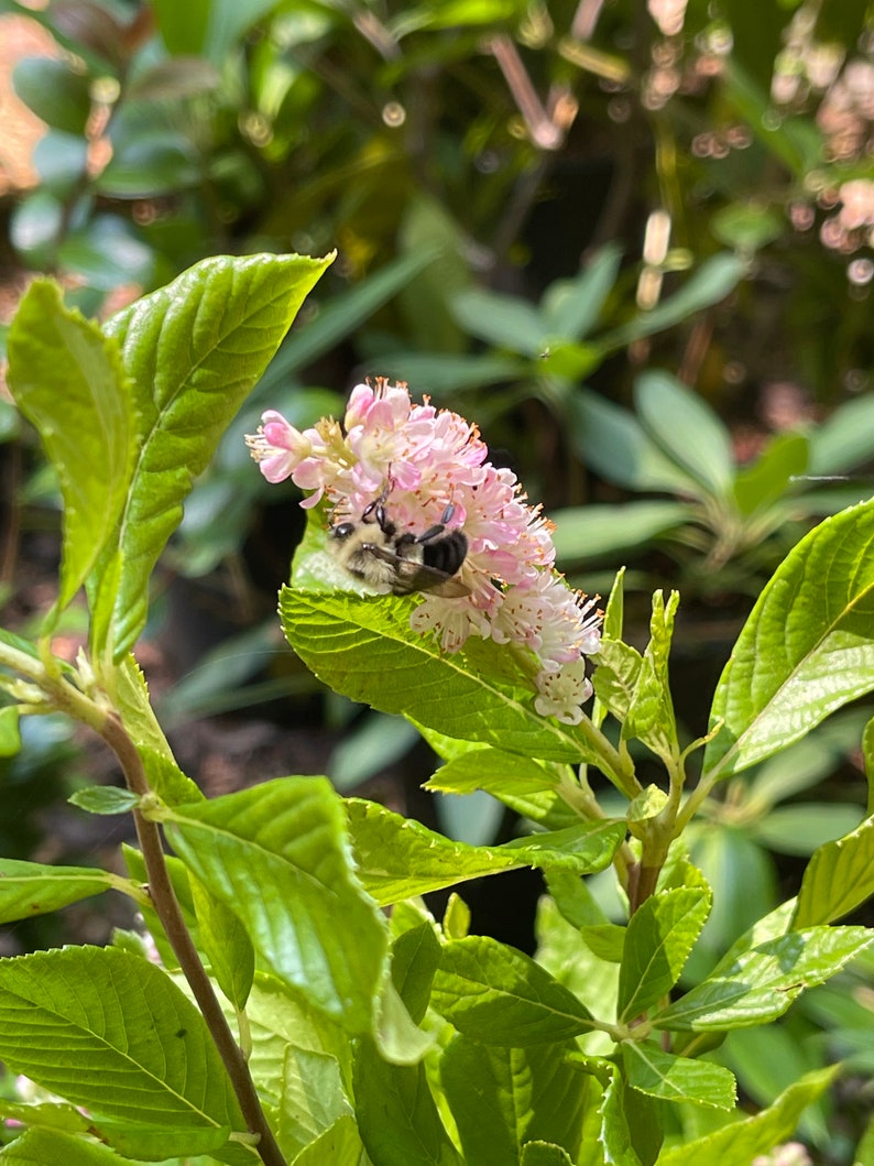 Ruby Spice Summersweet Clethra alnifolia 'Ruby Spice' image 1