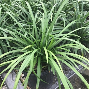 Liriope muscari &#39;BIG BLUE&#39; Monkey Grass - Flats of eighteen 3.5 inch pots.