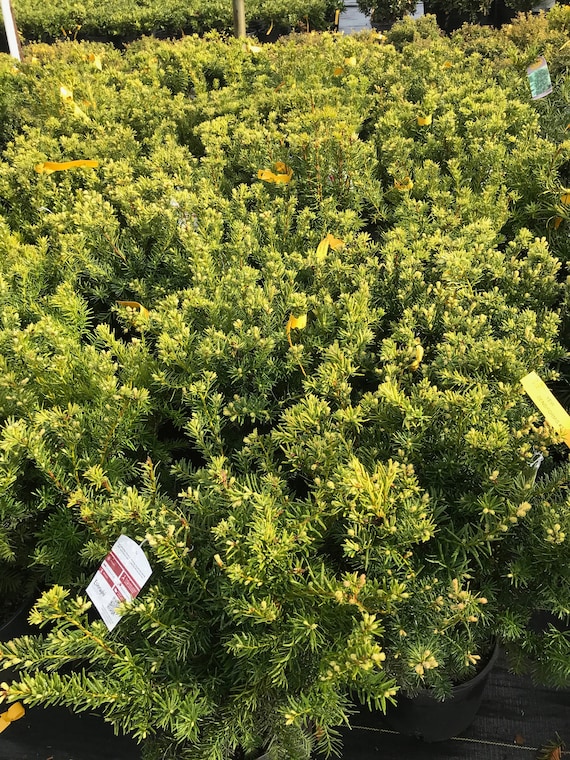Dense Spreading Yew (taxus X Media 'densiformis') - Etsy